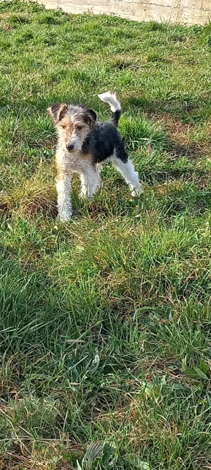 Fox terrier sârmos - imagine 4