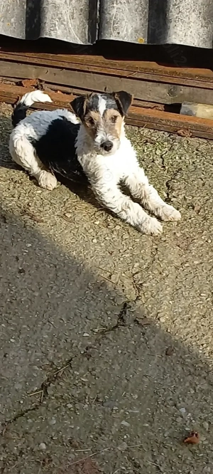 Fox terrier sârmos - imagine 3