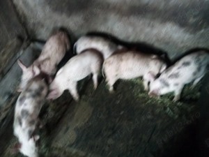 purcei din mama  marele alb  si tata pietrain belgian de 11 saptamani 3 masculi castrati   3 femele  - imagine 3