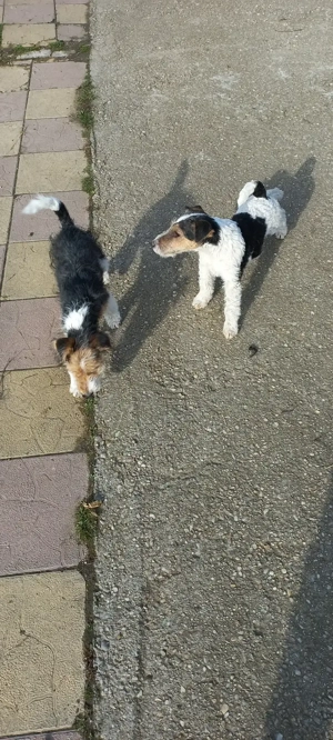 Fox terrier sârmos - imagine 5