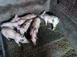 purcei din mama  marele alb  si tata pietrain belgian de 11 saptamani 3 masculi castrati   3 femele  - imagine 2
