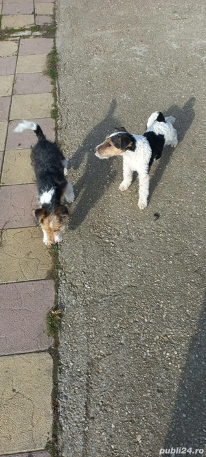 Foxterier sârmos  - imagine 3