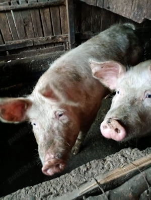 Porci de vanzare
