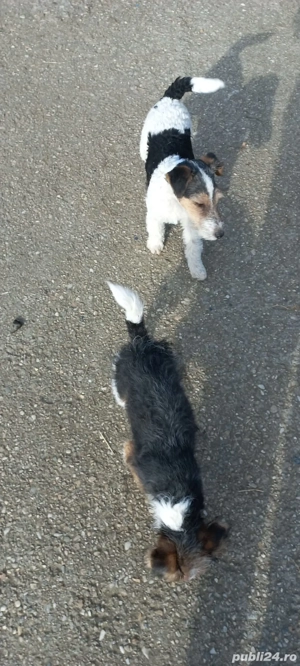 Foxterier sârmos  - imagine 5