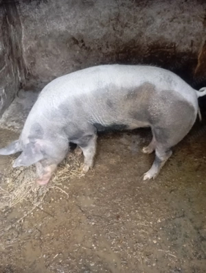 Porci Pietran de Vanzare - imagine 2