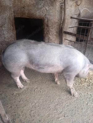 Porci Pietran de Vanzare - imagine 3