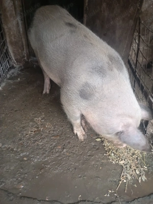 Porci Pietran de Vanzare - imagine 4