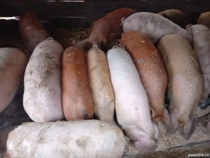 vând porci marele alb și duroc - imagine 2