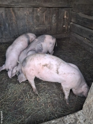 Vand purcei (10saptamani) - imagine 2