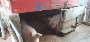 porci de vânzare bio de țară 