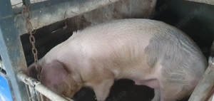 porci de vânzare bio de țară  - imagine 3