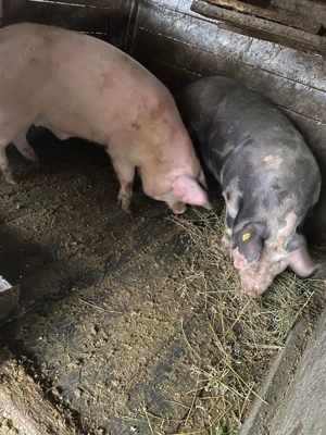 Porc de carne pentru Cracin - imagine 2