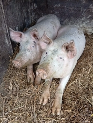 De vanzare 12 lei kg