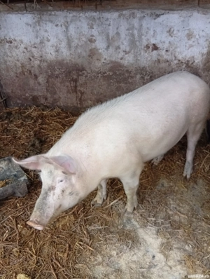 De vanzare 12 lei kg - imagine 4