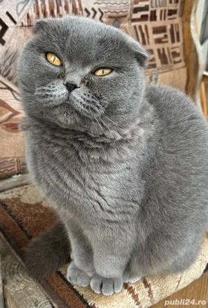 Fetiță Scottish fold - imagine 3