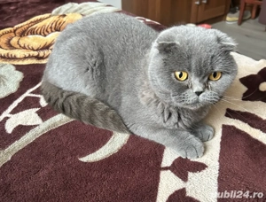 Fetiță Scottish fold