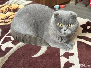 Fetiță Scottish fold - imagine 2
