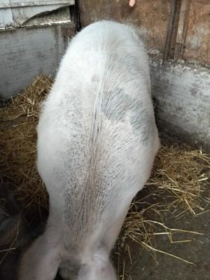 Porci de vânzare  - imagine 3