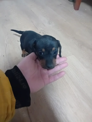 Fetita 2 luni de vanzare