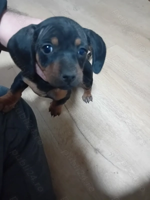 Fetita 2 luni de vanzare - imagine 2