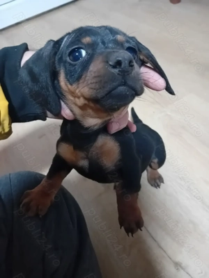 Fetita 2 luni de vanzare - imagine 4