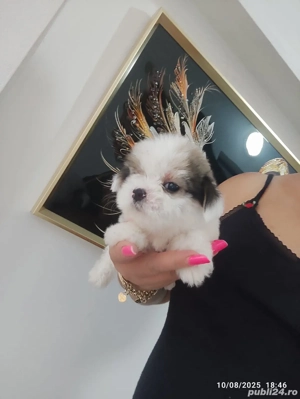 Bichon Talie mica  - imagine 4