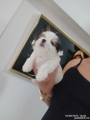 Bichon Talie mica  - imagine 3