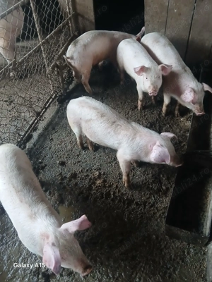 Vând purcei de 12 săptămâni - imagine 3