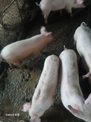 Vând purcei de 12 săptămâni - imagine 2