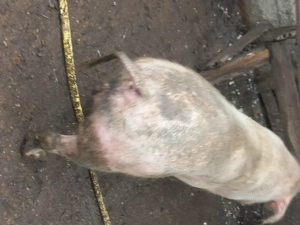 Vând vier  - imagine 5