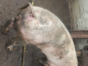 Vând vier  - imagine 4