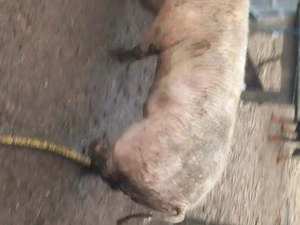 Vând vier  - imagine 3