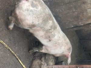 Vând vier  - imagine 2