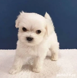 Bichon maltez mini toy 