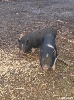 Vand Purcei Vietnamezi de lapte - imagine 2