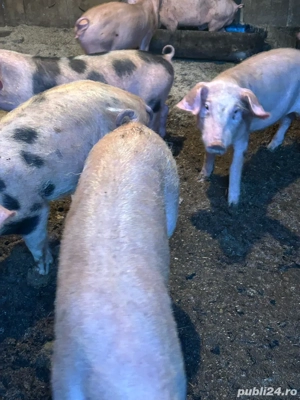 Purcei de vanzare.Rasa pietrain cu landrace.