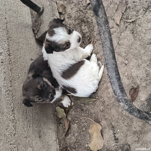 căței pechinez  - imagine 3