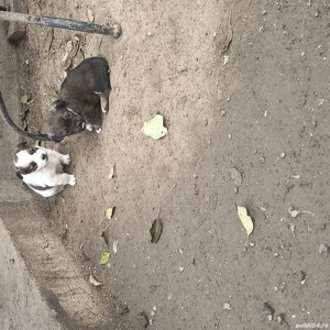 căței pechinez  - imagine 2