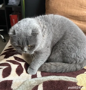 Fetiță Scottish fold - imagine 4