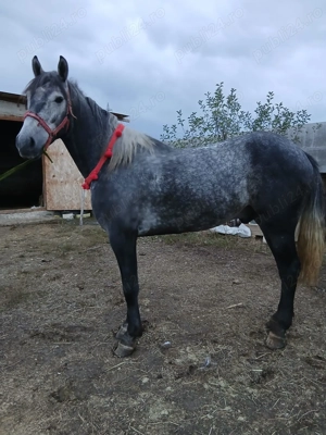 Disponibil armăsar lipițan  - imagine 3