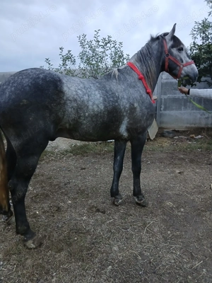 Disponibil armăsar lipițan  - imagine 4