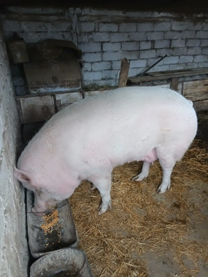 Porc de vanzare! - imagine 4