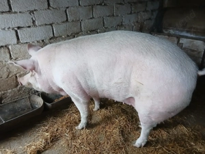 Porc de vanzare! - imagine 2