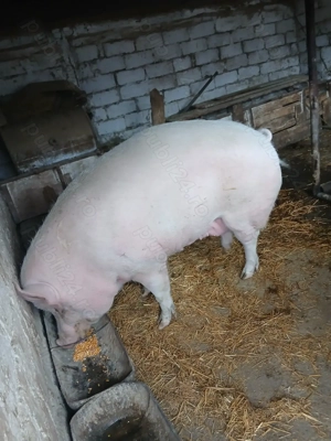 Porc de vanzare! - imagine 3