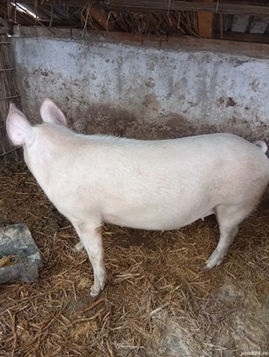 De vanzare 12 lei kg - imagine 2