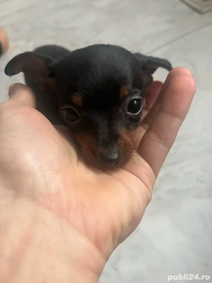 Pinscher Pitic- 2 luni Perfect pentru familie