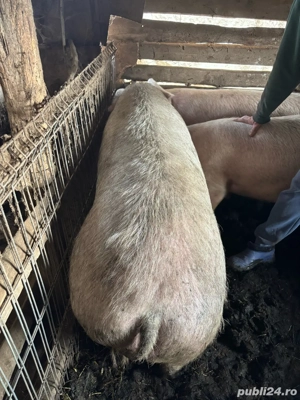 Porc de vanzare - imagine 3