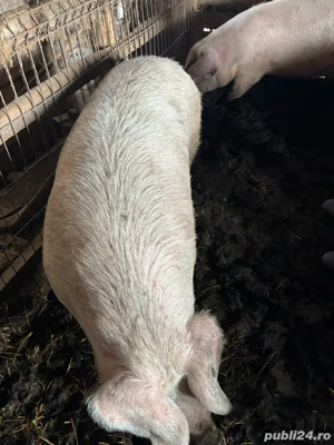 Porc de vanzare - imagine 5
