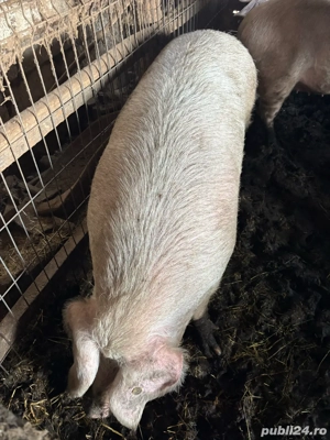 Porc de vanzare - imagine 2