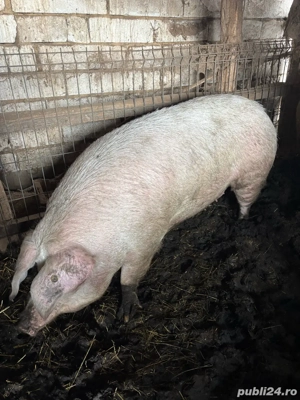 Porc de vanzare - imagine 4